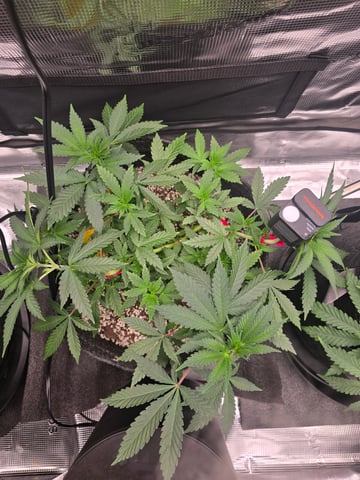 Dirty Bird - Thousand Island Fem & Platinum Kush Breath Remix x Grape Cakehead Fem Photo  — vegetative, day 40