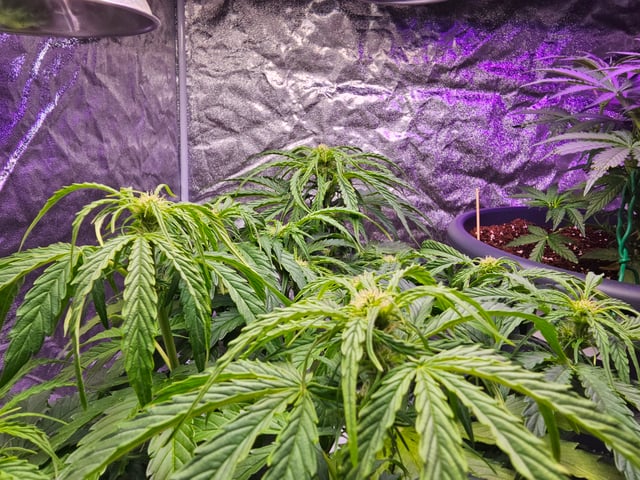 Cheshablue  — flower, day 14