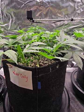 Dirty Bird - Thousand Island Fem & Platinum Kush Breath Remix x Grape Cakehead Fem Photo  — vegetative, day 45