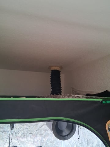 Seedman mix auto & seedman mix auto & GodFather OG — auto, day 64