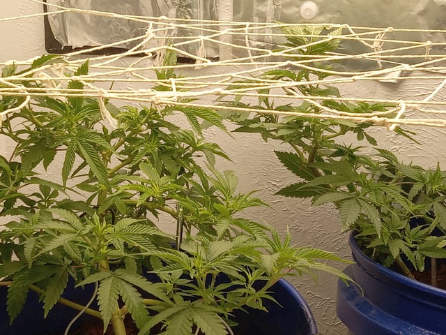 closet grow for veg with a.c infinity air intake fan .With no carbon filter just suction,and spider farmer sf 7000.Then a spider farmer sf tent 4×4×6.5with a G1500 l.e.d from spiderfarmer and spider farmer 6inch clip oscalating fan. — flower, day 28