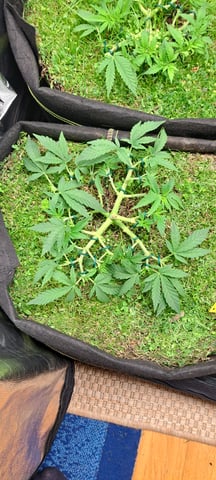 First Grow with the new setup  — vegetative, day 41