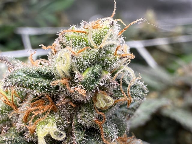 Green Gelato — flower, day 105