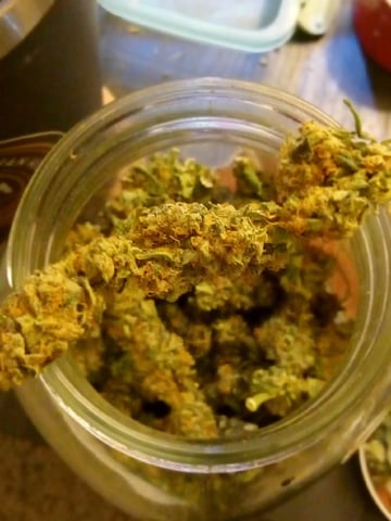 Blueberry critical kush x purple peyote wifi  and one L.a kush cake . — flower, day 38