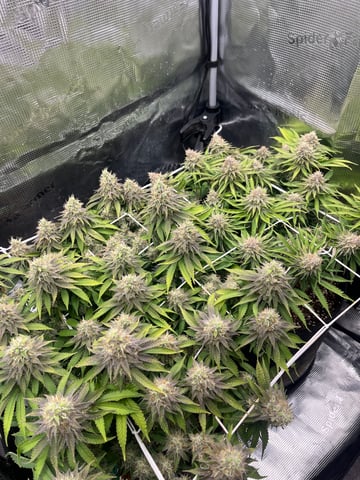 Gorilla Zkittlez & RS #11 — flower, day 93