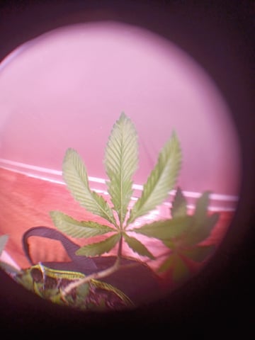 FKAFL — vegetative, day 35