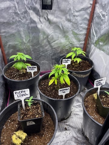 first grow in new 2x2 — vegetative, day 32