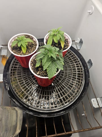 "NO CHEMA CUH" — seedling_rooting, day 22