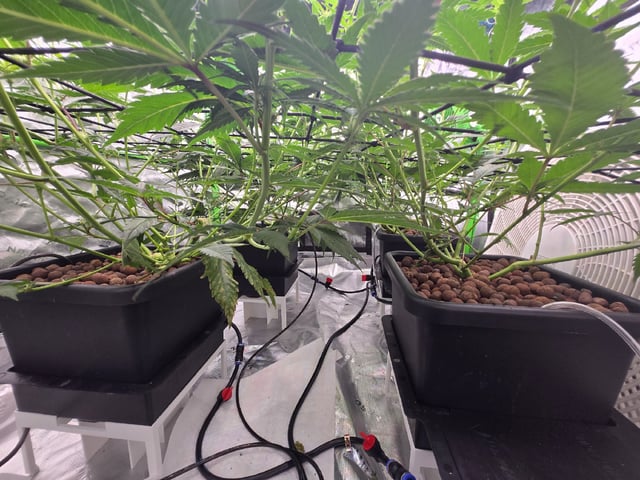 Funk Mountain 2 — flower, day 29