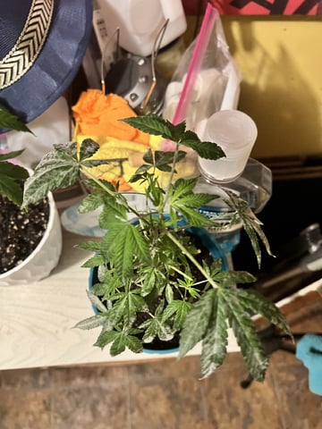Veg And Auto-Bloom Room — flower, day 4