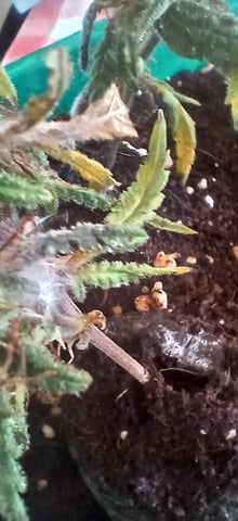  CUTTINGS  — seedling_rooting, day 1