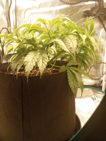 White Widow XXL Auto — vegetative, day 32