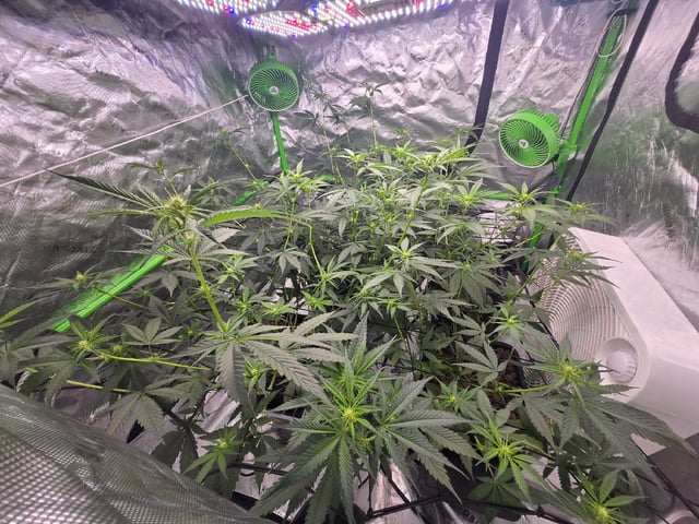 Funk Mountain 2 — flower, day 29