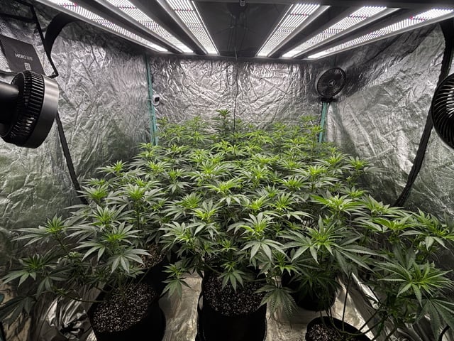 PKB remix/PotG — flower, day 77