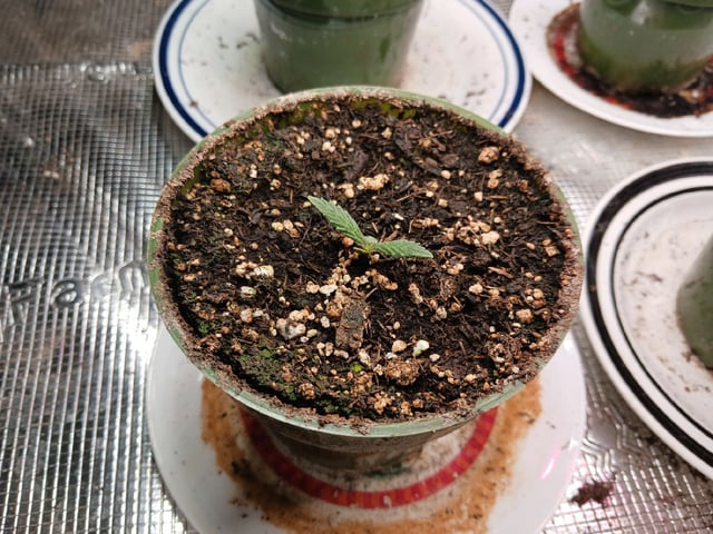 Christmas Stash 🎄  — germination, day 16
