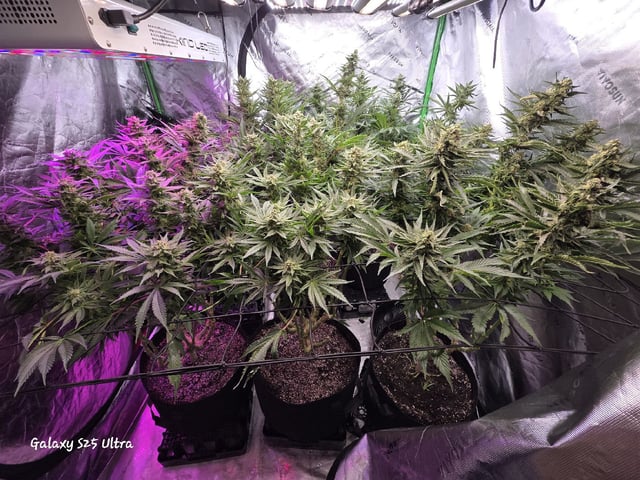 Hazy Daze — flower, day 91