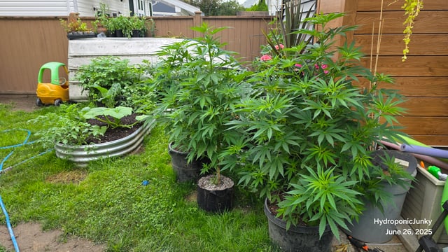 Canadian Summer Outdoor — vegetative, day 44