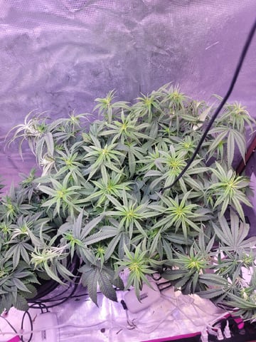 6th Grow — vegetative, day 30