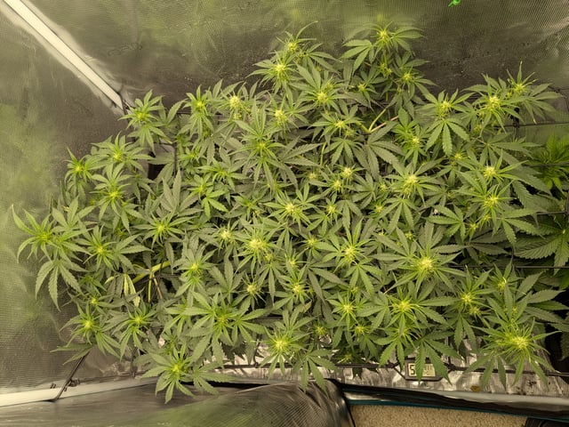 first grow — flower, day 33