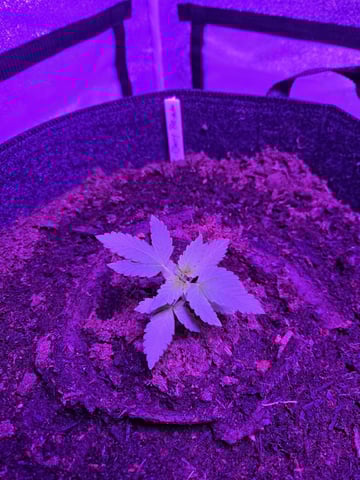 1st Ever Grow — vegetative, day 31