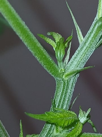 triangle kush  — flower, day 41
