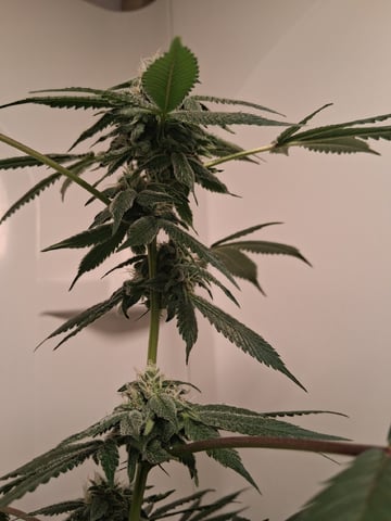 S&D  First Grow — flower, day 67