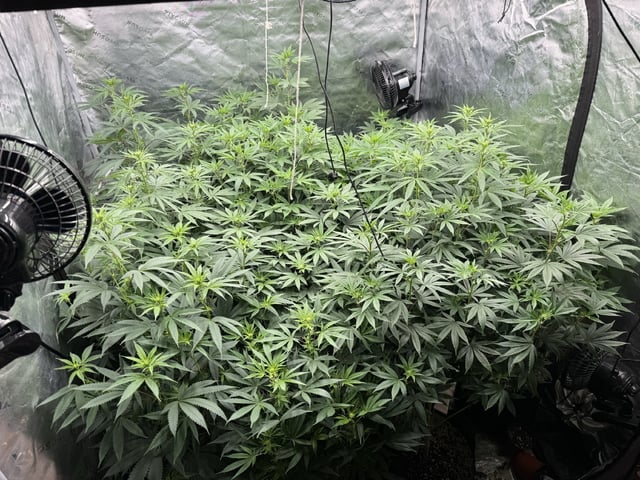 7 Strains 14 Plants 