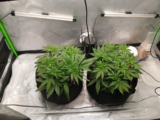 fruity pebbles, cap junky — vegetative, day 43