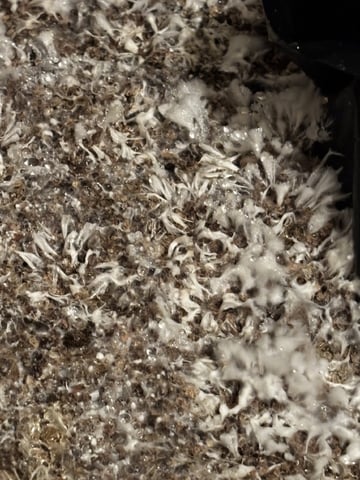 second 🍄‍🟫 grow — flower, day 40