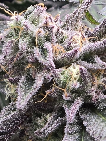 Divine Gelato 3 x Blue Zushi x 44 Photo — flower, day 98