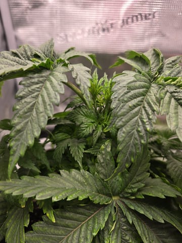 mc nuggets r1 — vegetative, day 27