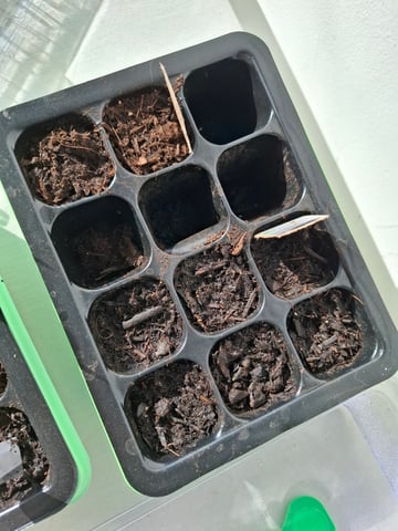 Trial — germination, day 1