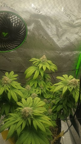 Critical Purple Kush — flower, day 120