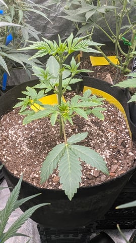 Mixed Grow — flower, day 65