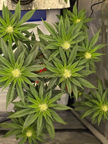 Homegrown - 🍒 🥧 & GSC Auto, 🚀 Seeds 🍌 Buttercups  — flower, day 50