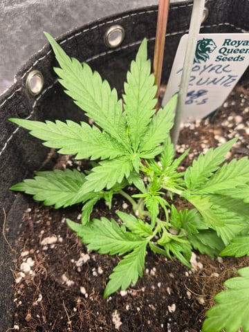 I'll get it right — vegetative, day 31