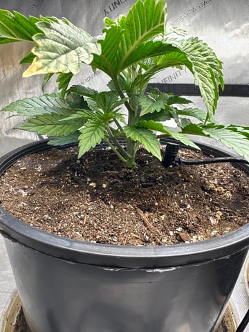 White Russian — vegetative, day 22