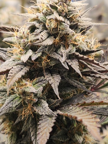 Rings of Saturn & Ghostboosters - Apollo Haze Artisanal Line — flower, day 80