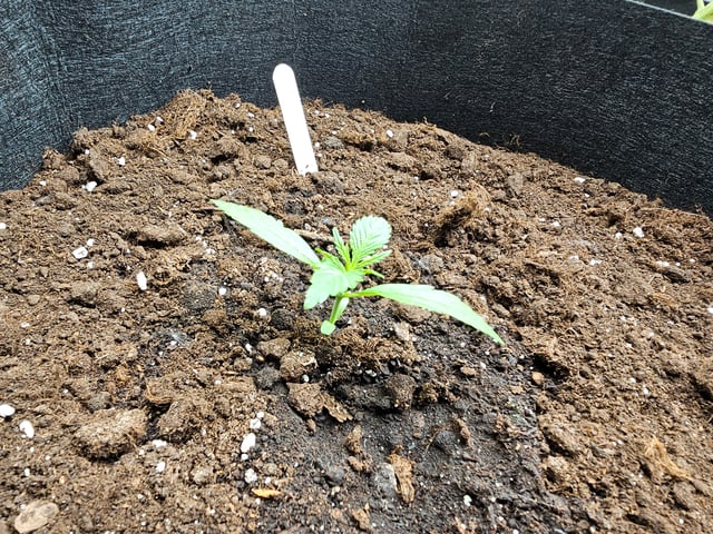mimosa punch  — grow_setup, day 7