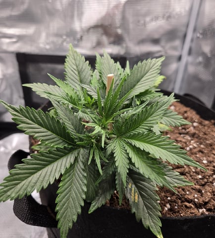 August Grow — seedling_rooting, day 37