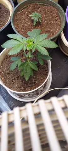 Reboot trial — vegetative, day 60