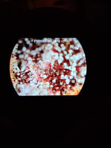 Lemon Cherry Cookies, Purple Haze and Strawberry Gorilla Grows — flower, day 15