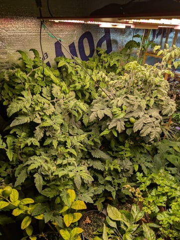 See what grows — vegetative, day 309