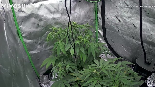 Ztrawberriez (Auto) 2026 - 1 — flower, day 42