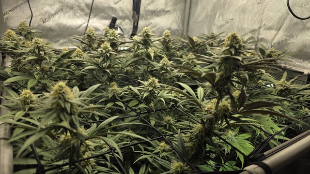 Strawberry Sugar  — flower, day 94