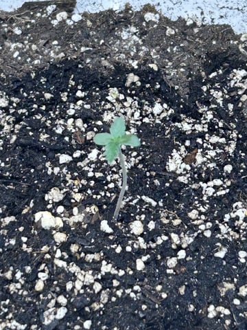 Season 2 — seedling_rooting, day 10