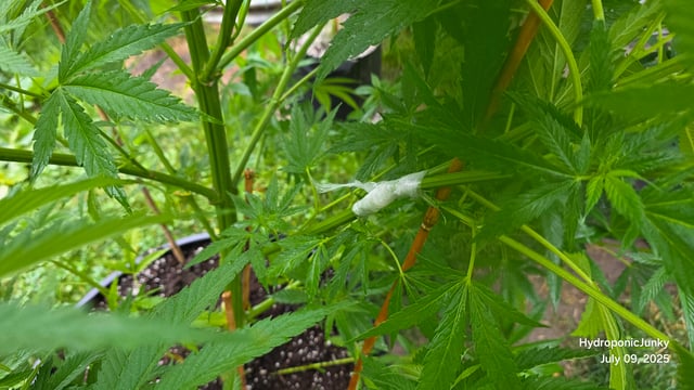 Canadian Summer Outdoor — vegetative, day 57