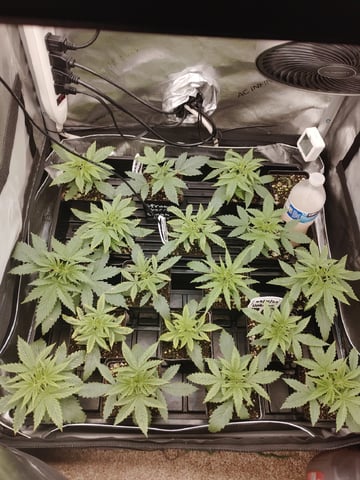 Unknown Seeds — seedling_rooting, day 21
