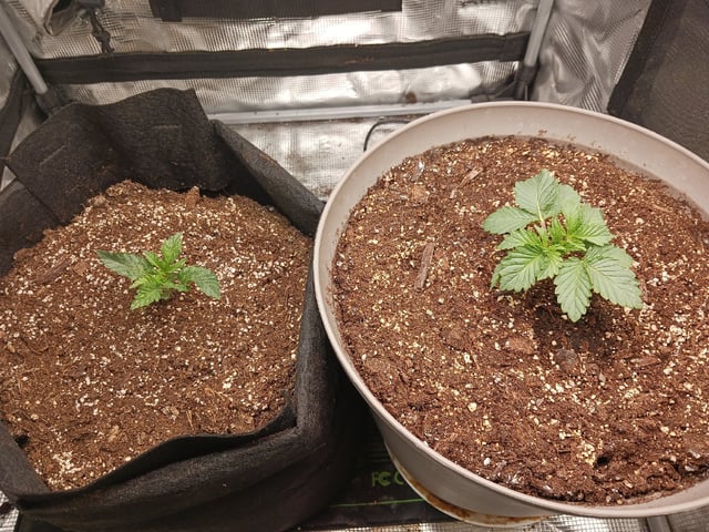 9lbhammer feminized  — vegetative, day 12