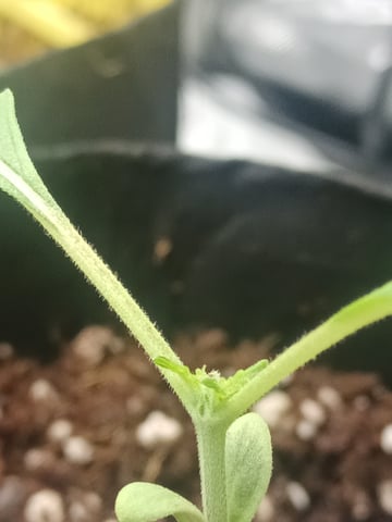 Last girls got kicked. — seedling_rooting, day 12